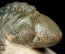 Bargain Reedops Trilobite - Nice Eye Facets #4928-1
